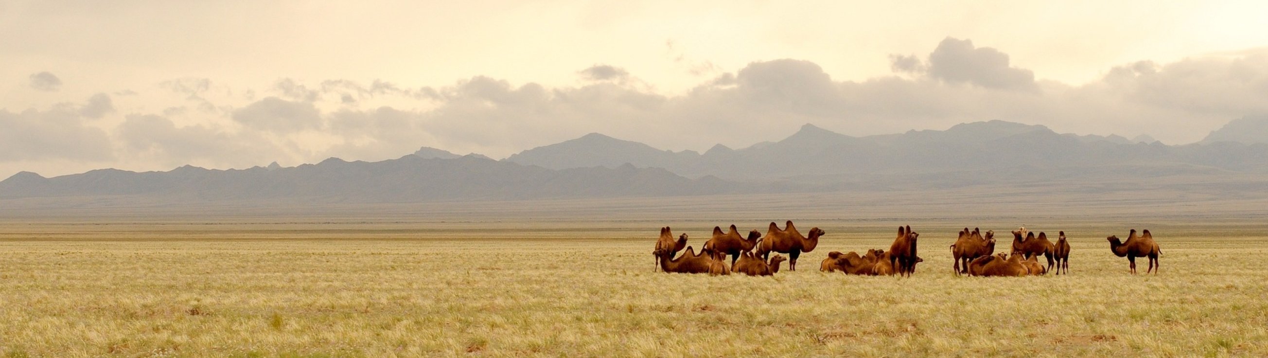 mongolia-695267_1920-Photo-Pixabay-libre-droits.jpg